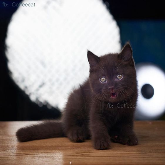 เด็กชายสีช็อคโกแลตสายพันธุ์ british shorthair มีเพดดีกรี wcf รูปที่ 3