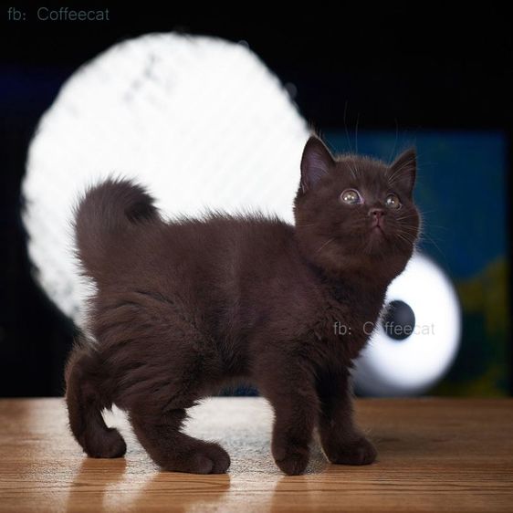 เด็กชายสีช็อคโกแลตสายพันธุ์ british shorthair มีเพดดีกรี wcf รูปที่ 2