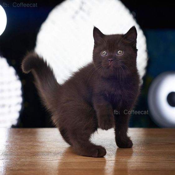 เด็กชายสีช็อคโกแลตสายพันธุ์ british shorthair มีเพดดีกรี wcf รูปที่ 4