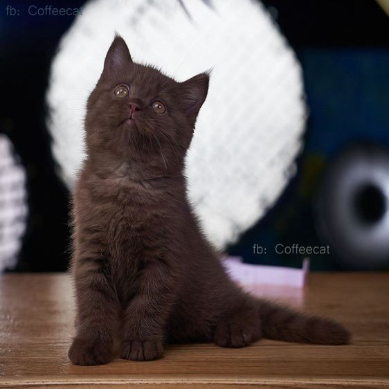 เด็กชายสีช็อคโกแลตสายพันธุ์ british shorthair มีเพดดีกรี wcf