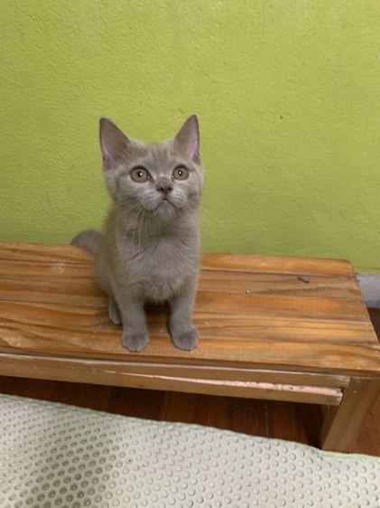 สก็อตติช โฟลด์ (Scottish Fold) แมว