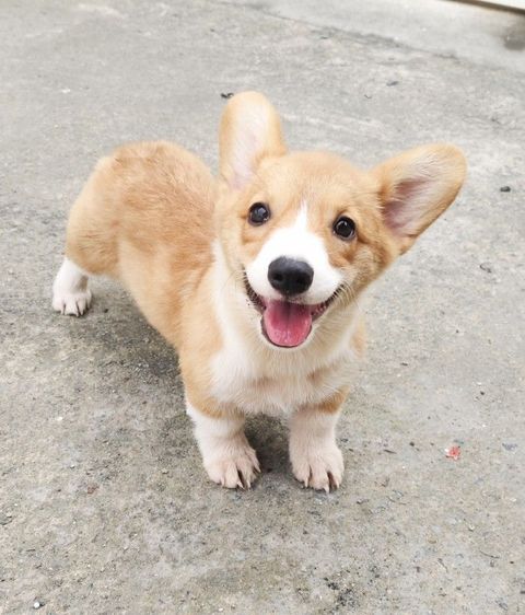คอร์กี้ (Corgi) กลาง เด็กหญิงคอร์กี้ 14000พร้อมPedigree