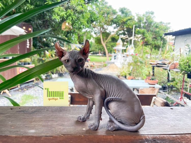 สฟิงซ์ (Sphynx) สฟิงซ์