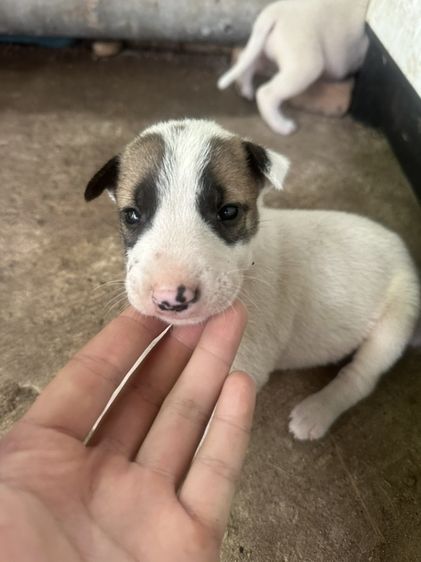 บูลเทอร์เรีย (Bull Terrier) บลูเทอเรียผสมบางแก้ว