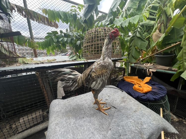 ไก่เชิงหนุ่ม 7-8 เดือน
