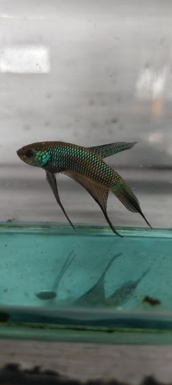 ปลากัด