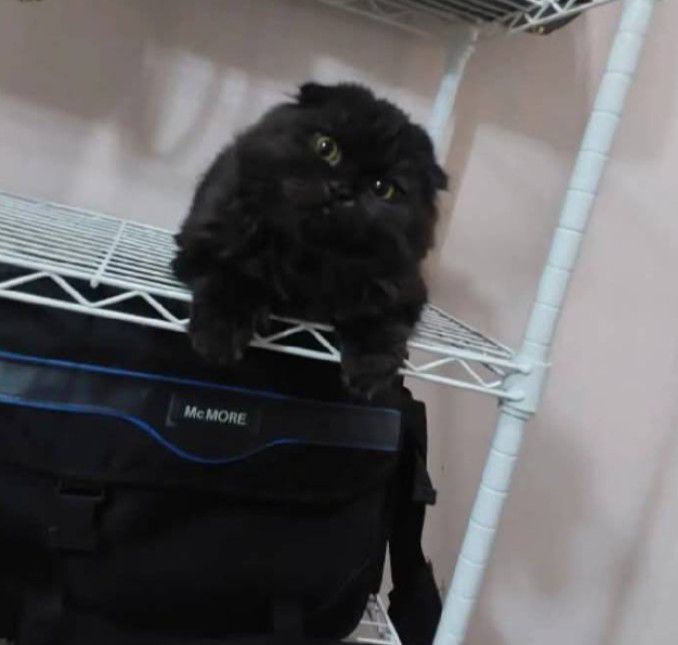 สก็อตติช โฟลด์ (Scottish Fold) ลูกเเมวสก๊อตติชโฟ