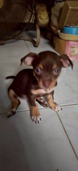 ชิวาวา (Chihuahua) เล็ก ขายลูกสุนัขชิวาวา