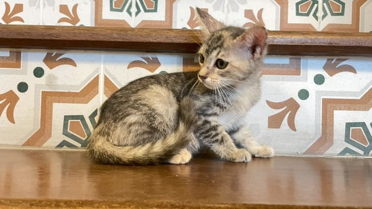 สก็อตติช โฟลด์ (Scottish Fold) เด็กหญิงสก๊อตติช
