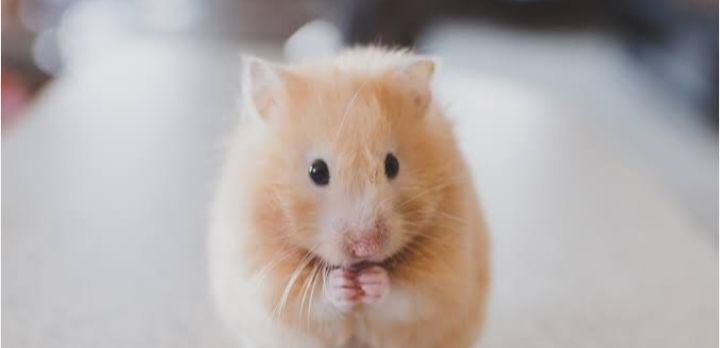 ขายหนูแฮมเตอร์พร้อมกรง รูปที่ 4