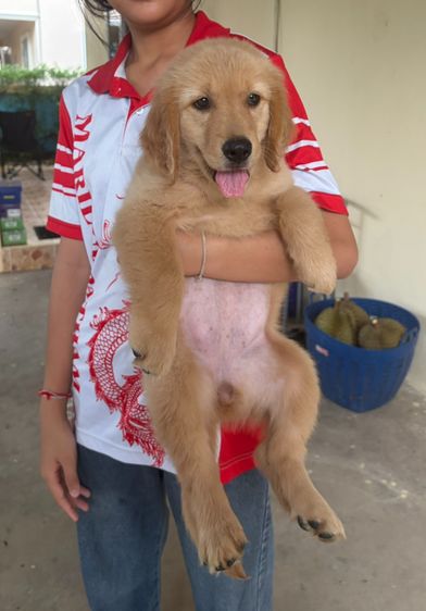 🐶 ลูกโกลเด้นรีทรีฟเวอร์ เพศเมีย อายุ 2 เดือน เจ้าของเลี้ยงเอง พร้อมย้ายบ้าน