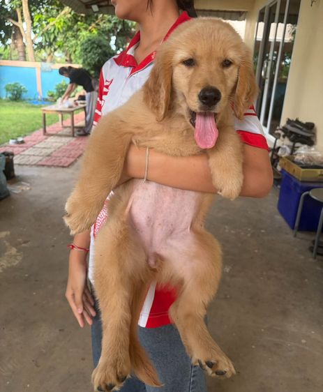 🐶 ลูกโกลเด้นรีทรีฟเวอร์ เพศเมีย อายุ 2 เดือน เจ้าของเลี้ยงเอง พร้อมย้ายบ้าน รูปที่ 2