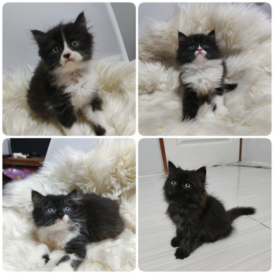เปอร์เซีย (Persian) แมวเปอร์เซียแท้