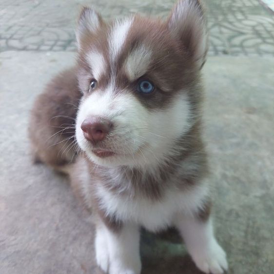 ลูกหมาวูลี่โค๊ท รูปที่ 4
