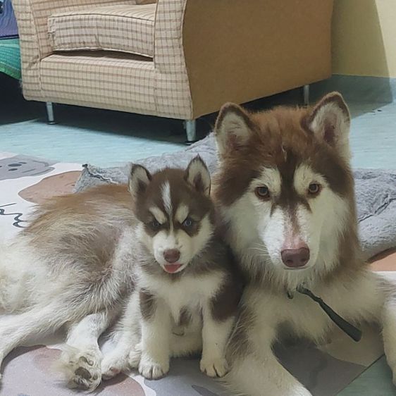 ไซบีเรียน ฮัสกี้ (Siberian Husky) ใหญ่ ลูกหมาวูลี่โค๊ท