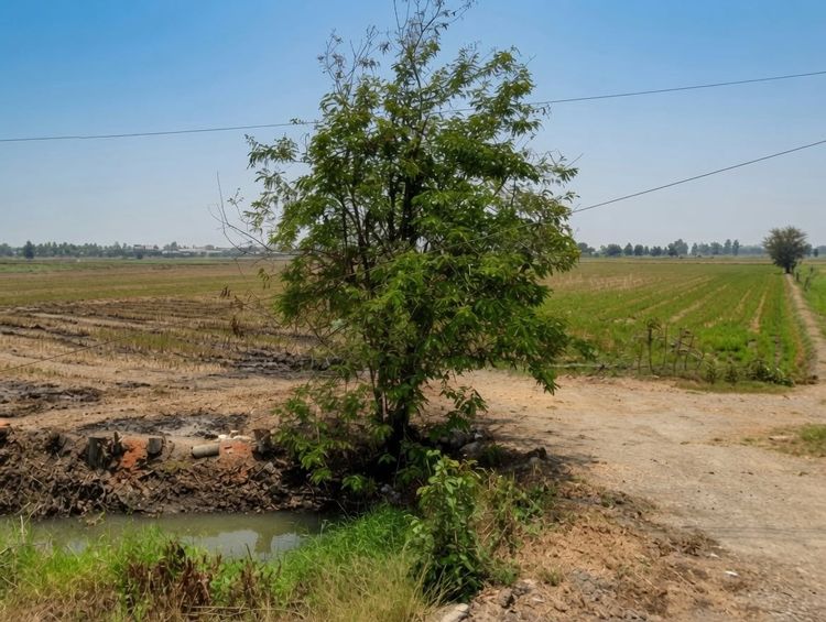 ขายที่ดินโฉนด 17-1-84 ไร่ ติดถนนสาย SP.3461 มีคลองชลประทาน ตำบลดอนคา อำเภออู่ทอง จังหวัดสุพรรณบุรี รูปที่ 3