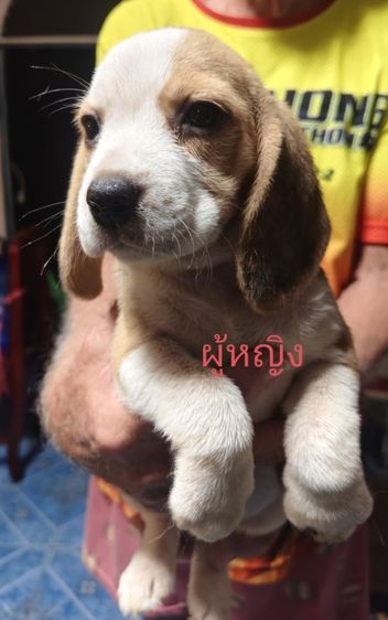 บีเกิล รูปที่ 5