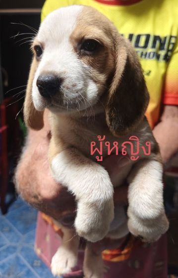 บีเกิล รูปที่ 6