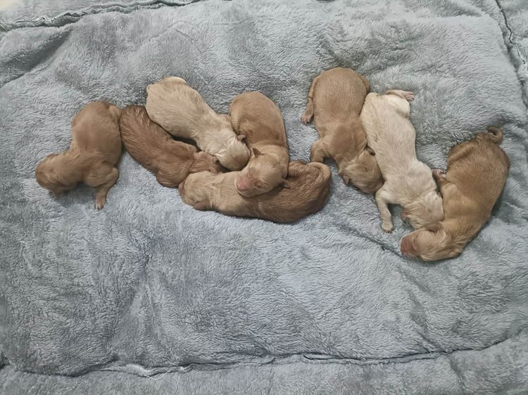 โกลเด้นรีทรีฟเวอร์ (Golden Retriever) ใหญ่ โกเด้นแท้ ญ 4000 ช 5000 