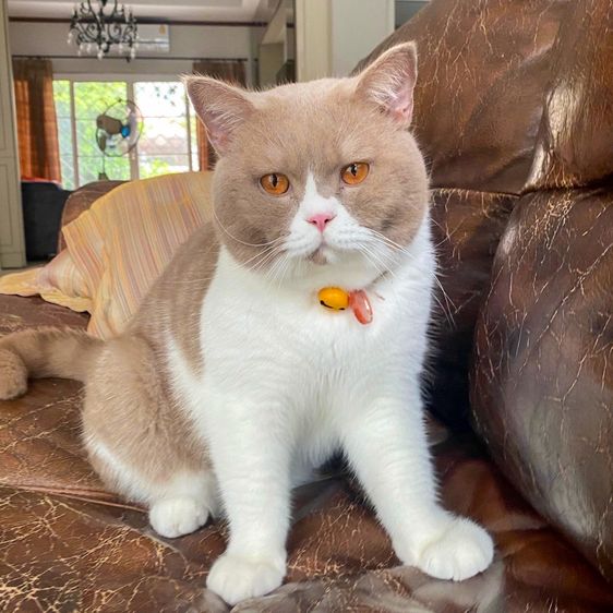 บริติช ชอร์ตแฮร์ (British Shorthair) บริติช ชาย สีฟอนไวท์ อายุ4ปี ทำหมันแล้ว