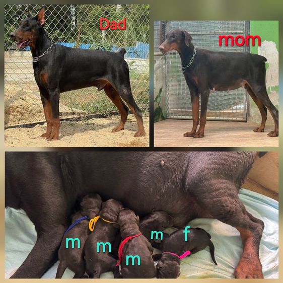 โดเบอร์แมน (Doberman) ใหญ่ ลูกสุนัขโดเบอร์แมนสายพันธุ์แท้ มีใบเพ็ดดีกรี จาก kankarnclub มีจัดส่งทั่วประเทศ(กันย์เจ้าเก่าครับ)