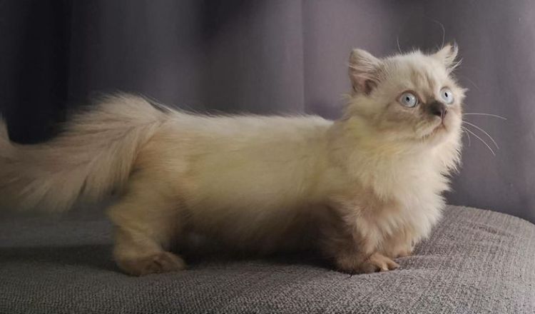 มันช์กิ้น (Munchkin) หาบ้านให้หนุ่มน้อยมั้นช์กิ้นหิมาลายันขาสั้นตาสีฟ้าสวยๆขนยาวน่ารักซนสุดๆ