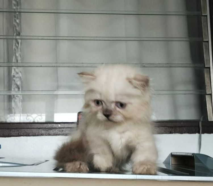 มันช์กิ้น (Munchkin) หนุ่มน้อยหิมาลายันมั้นช์กิ้นขาสั้นตาสีฟ้าสวยๆ