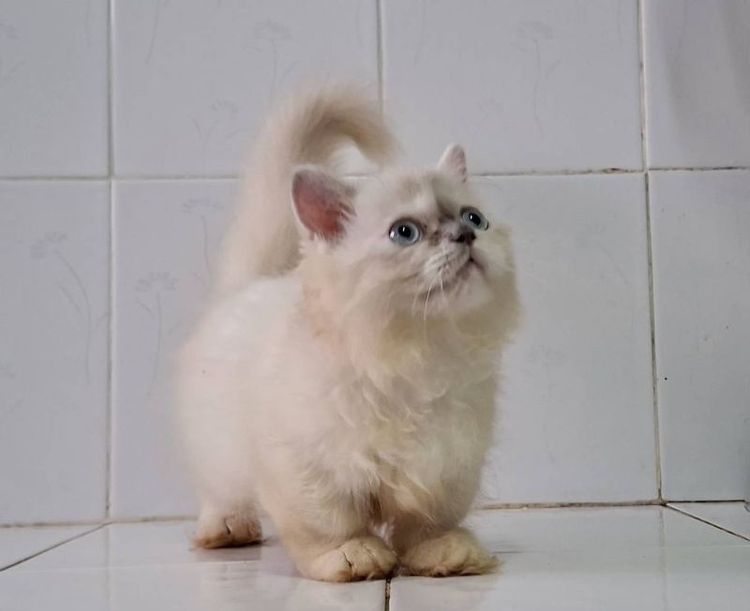มันช์กิ้น (Munchkin) สาวน้อยมั้นช์กิ้นหิมาลายันขาสั้นตาสีฟ้าสวยๆ