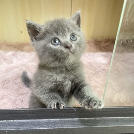 สก็อตติช โฟลด์ (Scottish Fold) น้องสีบลู