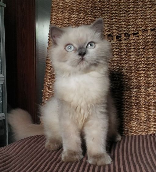 หนุ่มน้อยหิมาลายันตาสีฟ้าหล่อๆ รูปที่ 4