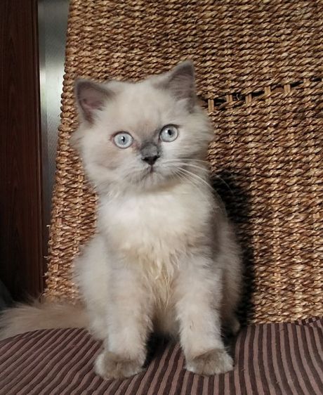 มันช์กิ้น (Munchkin) หนุ่มน้อยหิมาลายันตาสีฟ้าหล่อๆ