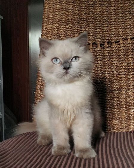 หนุ่มน้อยหิมาลายันตาสีฟ้าหล่อๆ รูปที่ 2