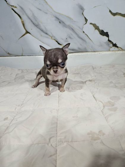 ชิวาวา (Chihuahua) เล็ก ชิวาวาชาย