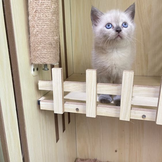 สก็อตติช โฟลด์ (Scottish Fold) เด็กหญิงหน้าไหม้
