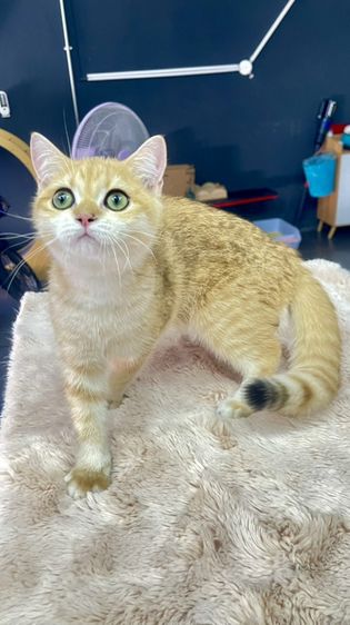 บริติช ชอร์ตแฮร์ (British Shorthair) เด็กชาย บริติช