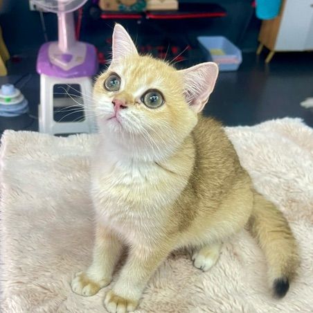 บริติช ชอร์ตแฮร์ (British Shorthair) เด็กหญิง บริติช