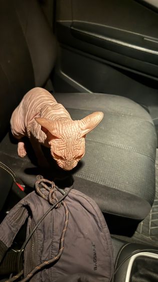  Sphinx၊  รูปที่ 2