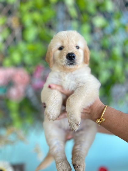 โกลเด้นรีทรีฟเวอร์ (Golden Retriever) ใหญ่ ขายลูกสุนัข