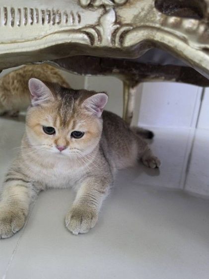 น้องบริติช 7เดือน พร้อมย้าย