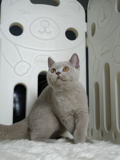 บริติช ชอร์ตแฮร์ (British Shorthair) น้องแมวบริติชช๊อตแฮร์ เพศหญิงสีไลแลค(พร้อมย้ายแล้ว)