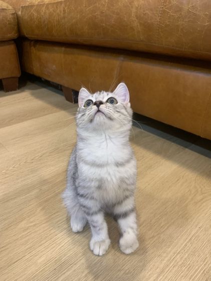 สก็อตติช โฟลด์ (Scottish Fold) สก็อตติช