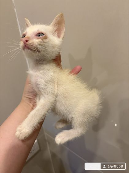 แมวไทย (Thai Cat) แมวฟรี น่ารักๆ สีขาวเล็กตัวผู้