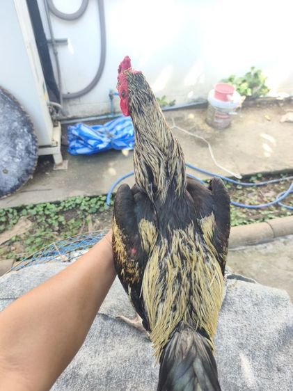 แบ่งไก่ อายุ 10-11 เดือน นน.2.3  มีแนวทางนิดหน่อย ตำหนิตีนเป็นหน่อ เดินไม่เจ็บ รูปที่ 5