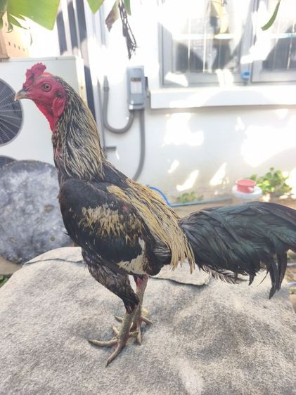 แบ่งไก่ อายุ 10-11 เดือน นน.2.3  มีแนวทางนิดหน่อย ตำหนิตีนเป็นหน่อ เดินไม่เจ็บ รูปที่ 2