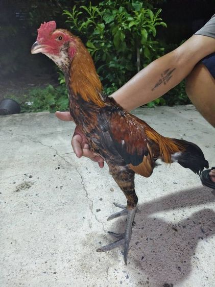ไก่ลูกเพาะ