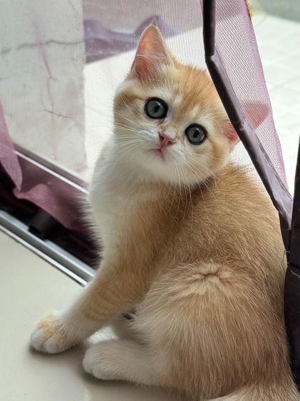 British Shorthair