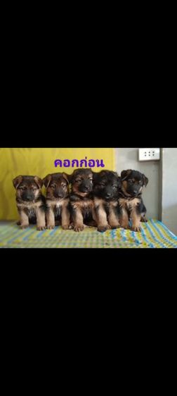 เยอรมันเชพเพิร์ดผู้3เปิดจอง รูปที่ 9