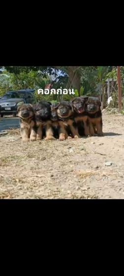 เยอรมันเชพเพิร์ด รูปที่ 8