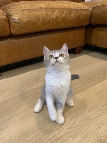 สก็อตติช โฟลด์ (Scottish Fold) สก็อตติช