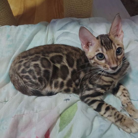 เบงกอล (Bengal House Cat) ลูกแมวเบงกอล